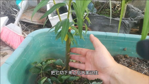 各种盆景浇水对点生根粉行吗