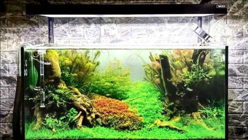 活性炭可以培养硝化细菌吗