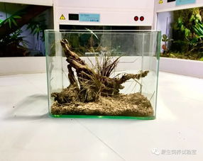 活性炭可以直接放入鱼缸吗