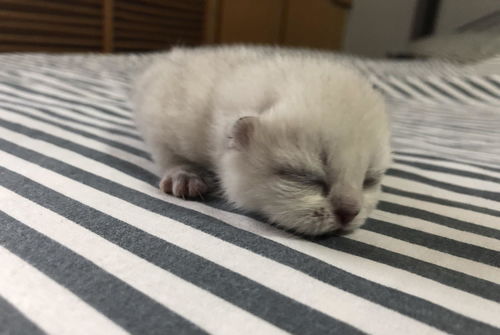 猫能用活性炭么嘛
