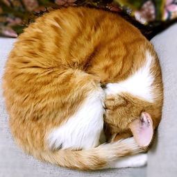 猫咪吸甲醛过多有啥反应