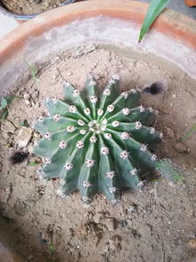 用活性炭能种仙人球吗