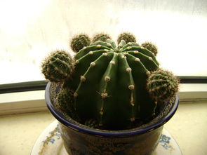 使用过的活性炭还能继续用吗