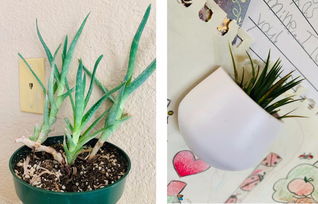 活性炭可以种多肉植物吗