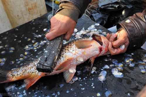 鱼去腥用活性炭