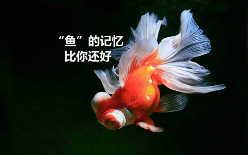 家用吸甲醛活性炭什么品牌好