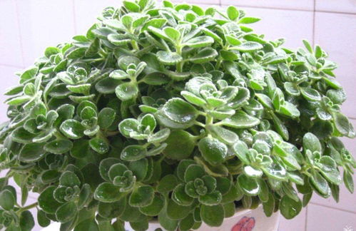 活性炭能放花盆里种花吗