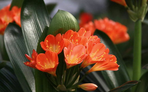 君子兰土里掺点活性炭好吗