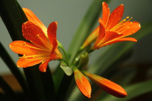 培育花脸君子兰能用肥料吗