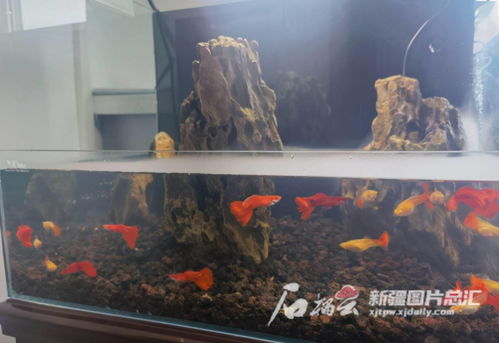 活性炭在鱼缸中的作用与使用注意