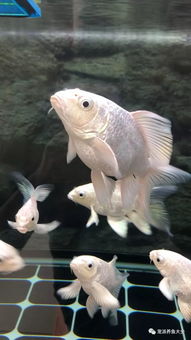 蝴蝶鲤长大用多长时间