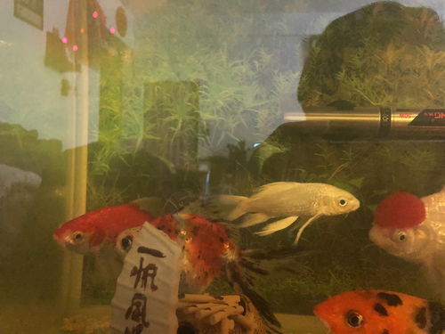 帮星蝴蝶鲤专用饲料