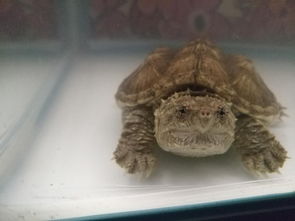 鳄龟缸可以用活性炭吗