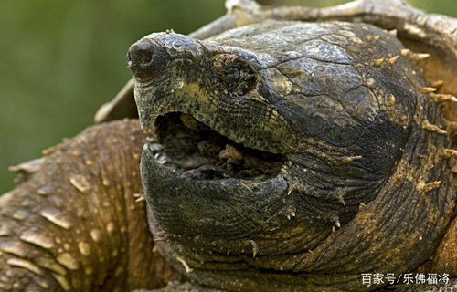 可以用活性炭养鳄龟吗