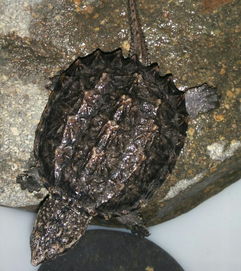 大鳄龟用什么环境养比较好