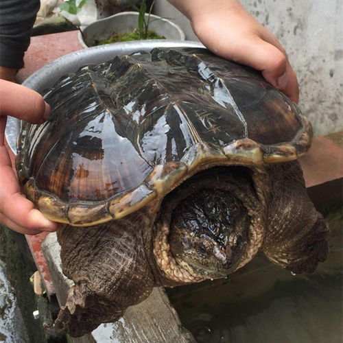 养鳄龟不用过滤器可以吗