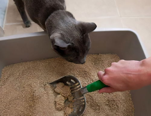 猫咪不用活性炭猫砂行吗
