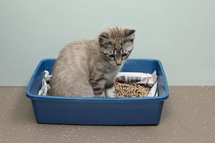 活性炭猫砂和豆腐猫砂哪个好