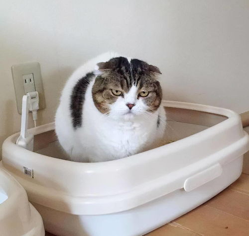 活性炭猫砂对猫咪的副作用