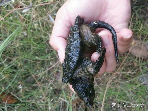 养鳄龟用什么植物净化水质