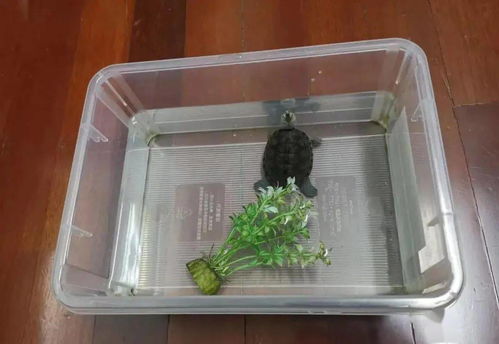 龟缸有过滤器多久换水