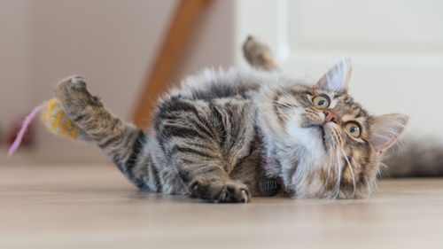 猫咪不用活性炭猫砂可以吗