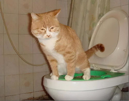 活性炭包可以祛除猫砂异味吗