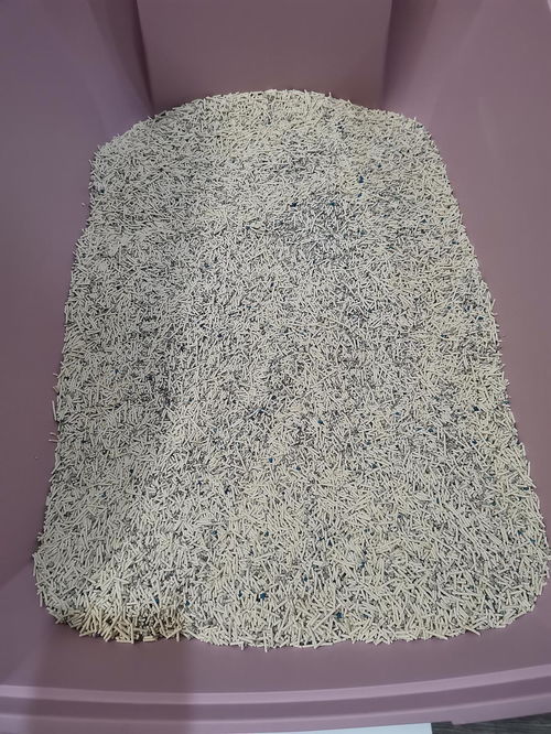 用活性炭当猫砂可以吗吗