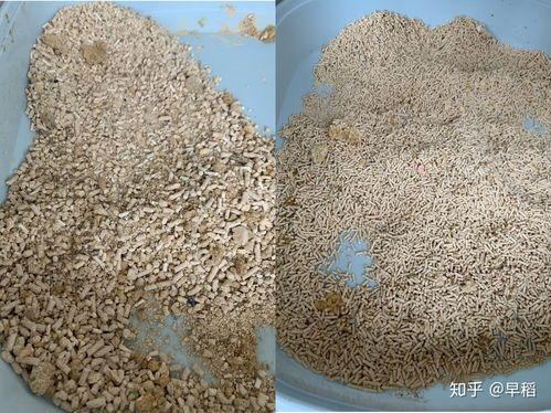 活性炭包可以祛除猫砂异味吗