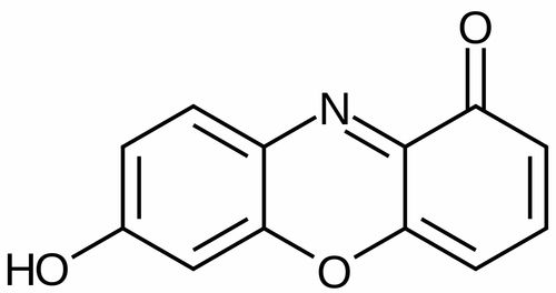 活性炭能使品红溶液褪色吗