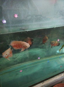 鱼缸活性炭放在什么位置最有效