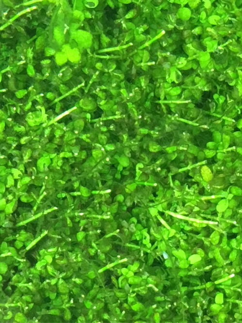 草缸除藻用活性炭