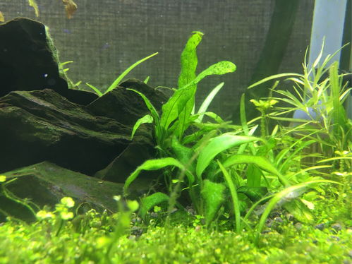 草缸用活性炭过滤的优缺点