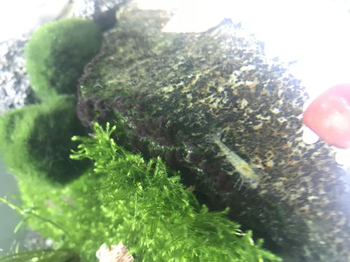 用了除藻剂草缸水变浑浊