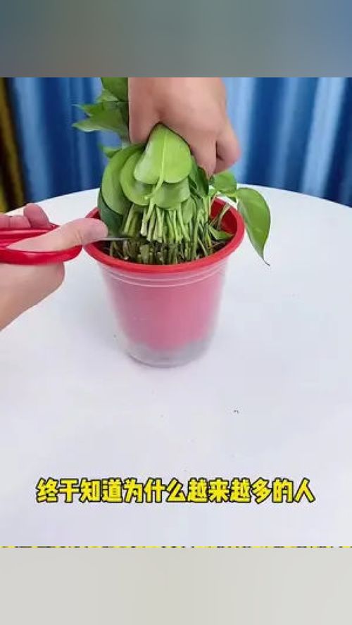 九里香盆栽能不能用活性炭