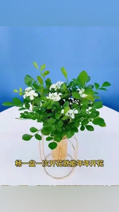 盆栽九里香的养殖方法和注意事项