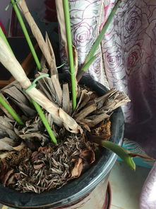 十里香的养殖方法和注意事项