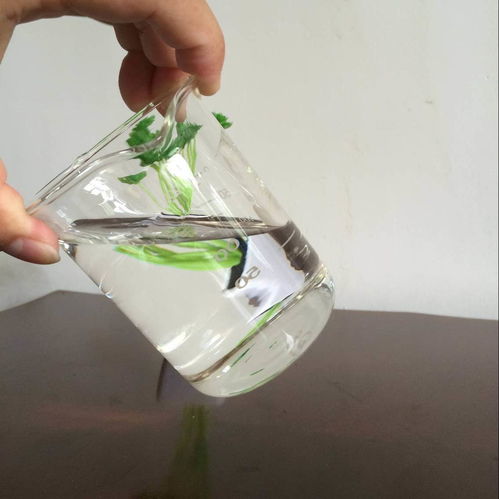 含氢硅油用活性炭