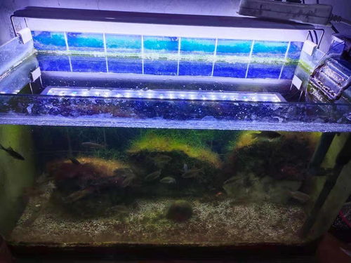 鱼缸用饮水机活性炭滤芯过滤好吗