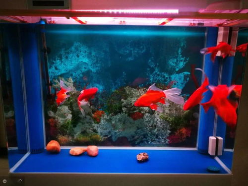 鱼缸活性炭用开水煮过能用吗