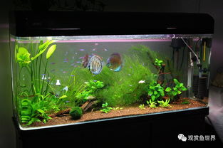 工业活性炭可以用在鱼缸里吗