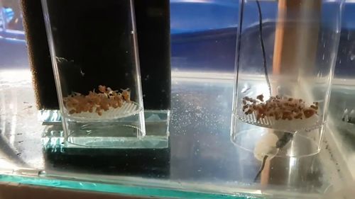 活性炭放到鱼缸里对鱼有坏处吗