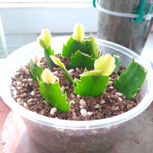 种花能不能用活性炭铺底