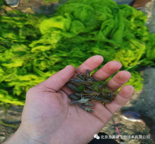 虾塘肥水可以用活性炭吗