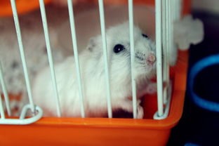 仓鼠可以用活性炭吗吗