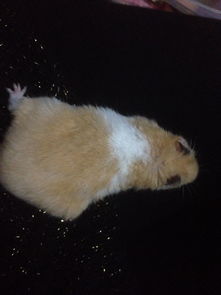 活性炭可以直接放入鱼缸吗