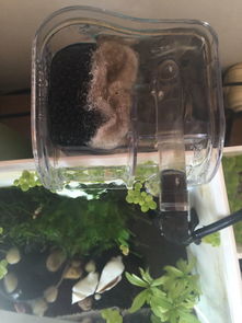 鱼缸放活性炭对硝化细菌有影响吗