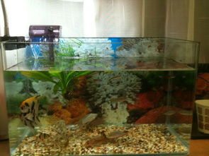 鱼缸能用活性炭过滤水吗