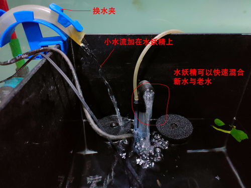 鱼缸过滤器里的活性炭出黑水
