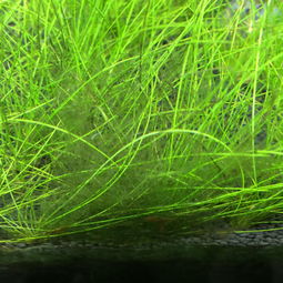 用了除藻剂草缸水变浑浊